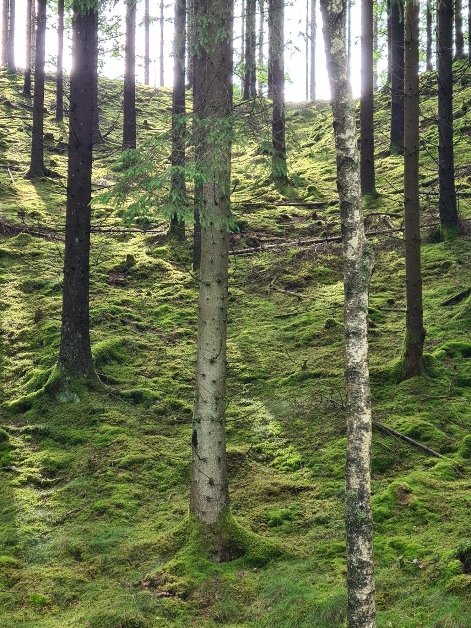 Stuga I Naturen Simlångsdalen Extérieur photo